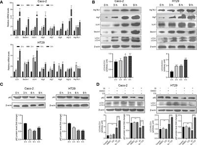 ROS-AMPK/mTOR-dependent enterocyte autophagy is involved in the regulation of Giardia infection-related tight junction protein and nitric oxide levels